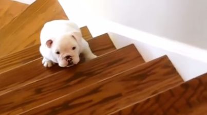 VIDEO: Puppies Learning To Climb Stairs