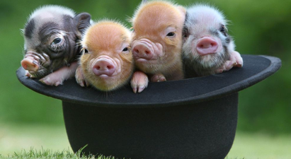 The Whole Hog! A Micro Pig Café Is Happening and Life is Great