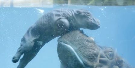 WATCH: San Diego Zoo Has Got A New Baby Hippo… And It’s Adorable!