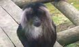 Monkeys Bonnie And Clyde Have Made An Escape From Belfast Zoo