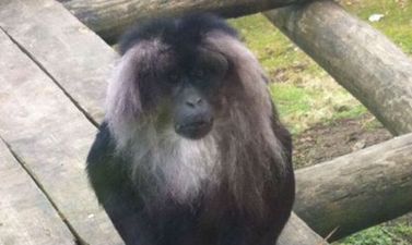 Monkeys Bonnie And Clyde Have Made An Escape From Belfast Zoo