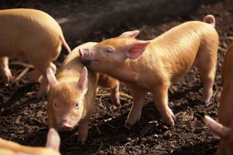 In Pictures: The Newest Arrivals to Dublin Zoo Are Ridiculously Cute