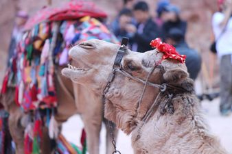 Home is Where Your Passport Is: Uncover The Mysteries of Jordan