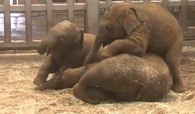 Elephants, EastEnders & Employment: The Best of Tonight’s TV