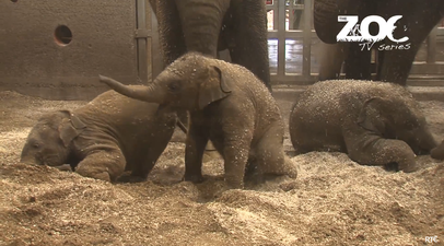 WATCH: Baby Elephants Playing at Dublin Zoo is the Cutest Thing You’ll See Today
