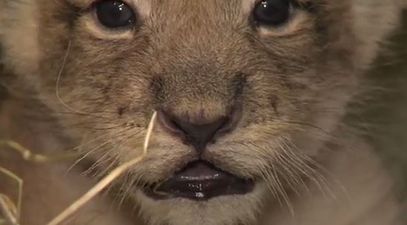 VIDEO: Cute Lion Cubs Being Mischievous