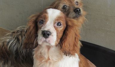 Dogs Trust see 82% increase in people surrendering their dogs