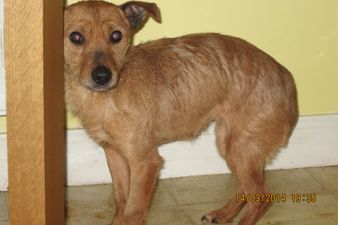 First Successful Prosecution Under the Animal Health and Welfare Act as Donegal Woman Pleads Guilty