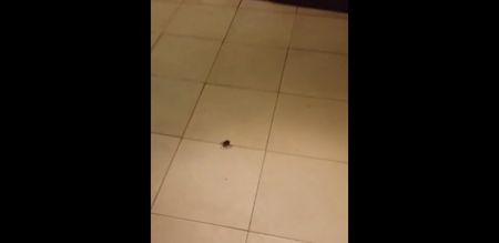 VIDEO: If You’re Afraid Of Spiders, Look Away Now…
