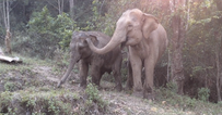 WATCH: Baby Elephant Reunited with its Mother After Years Apart