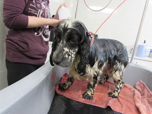 340 Dogs and 11 Horses Rescued From Carlow Animal Farm After Closure Order