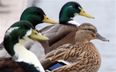 Do You Suffer From Duck Syndrome? You Can Guarantee At Least One Of Your Friends Do…