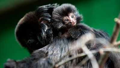 ‘We’re Delighted’ – Dublin Zoo Has Welcomed A New Baby Monkey