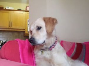 VIDEO: This Ten-Month-Old Golden Retriever From Galway Loves To Sing (Yes, Really)