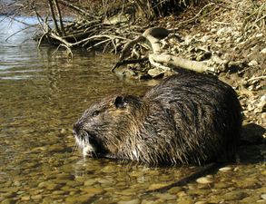Three Foot Rat Found Swimming in Irish River