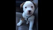 VIDEO: Buck The Puppy Tries To Attack His Hiccups (And It’s Too Cute)
