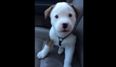 VIDEO: Buck The Puppy Tries To Attack His Hiccups (And It’s Too Cute)