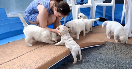 VIDEO: Watch Eight Golden Retriever Puppies Take Their First Swim