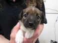 Roscommon Men Admit Illegally Docking Puppies’ Tails