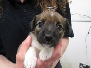 Roscommon Men Admit Illegally Docking Puppies’ Tails