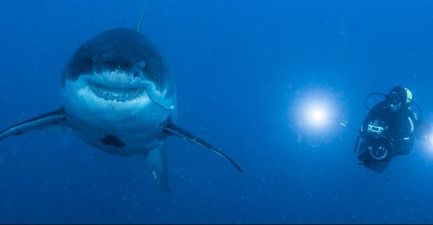 This Everyday Habit Has Already Caused More Deaths Than Shark Attacks This Year