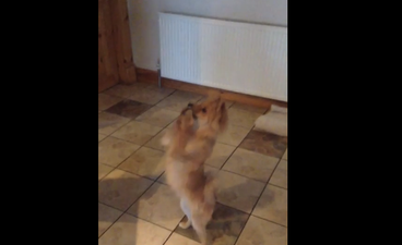 WATCH: This Dog Dancing To Gangnam Style Is All Kinds Of Awesome