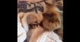 WATCH: Cork Girl Rescues Abandoned Kitten… See How Her Dog Reacted To The Newest Recruit