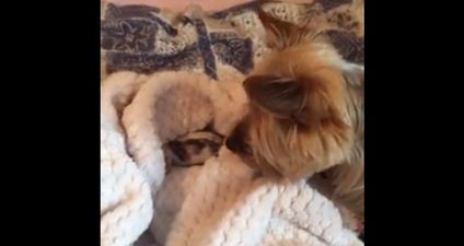 WATCH: Cork Girl Rescues Abandoned Kitten… See How Her Dog Reacted To The Newest Recruit