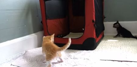 VIDEO: Rickles The Kitten Is Both Adorable And Crazy