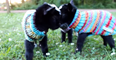 WATCH: Nothing To See Here… Just Three Baby Triplet Goats WEARING JUMPERS