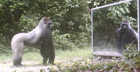 VIDEO: Jungle Animals See Their Reflections for the First Time