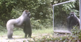 VIDEO: Jungle Animals See Their Reflections for the First Time