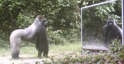 VIDEO: Jungle Animals See Their Reflections for the First Time