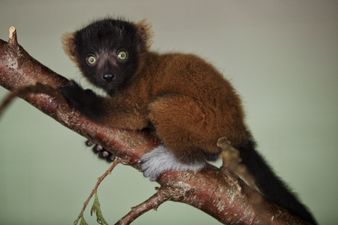 Dublin Zoo Welcomes Three Red Ruffed Lemur Babies