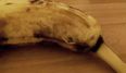 If You Like Bananas, You Definitely Don’t Want to Watch This Video
