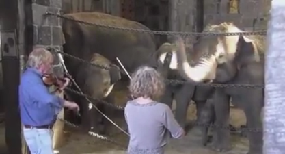WATCH: These Elephants Really Enjoyed Swaying To Some Classical Music This Weekend