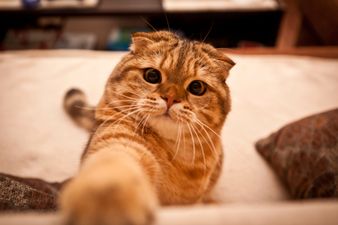 People of the Internet, Rejoice! Watching Cat Videos is Good for You