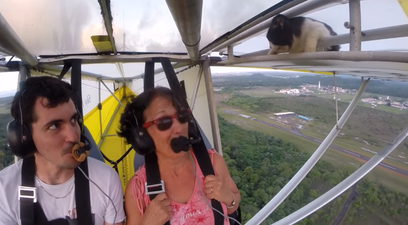 VIDEO: Pilot Gets Stowaway Surprise in the Form of Adventurous Cat