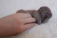 VIDEO: This Teeny Tiny Kitten Is About To Banish Your Monday Blues