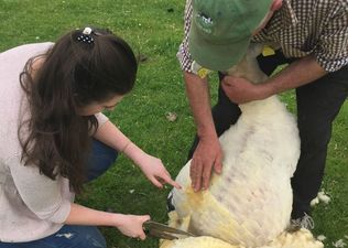 Challenge Her|Liz Learns How To Shear A Sheep