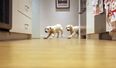 WATCH: Timelapse of Golden Retriever Puppies Running For Dinner