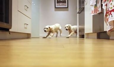 WATCH: Timelapse of Golden Retriever Puppies Running For Dinner