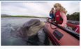 Making A Splash! Incredible Picture of Fungie the Dolphin in Dingle Bay
