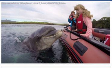 Making A Splash! Incredible Picture of Fungie the Dolphin in Dingle Bay