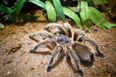 Absolutely. Terrifying. 25,000 Tarantulas Have Invaded A Town In Australia