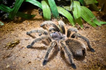 Absolutely. Terrifying. 25,000 Tarantulas Have Invaded A Town In Australia