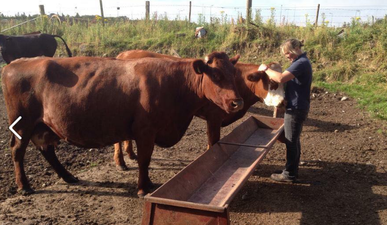 Westmeath Family Offer €10,000 Reward After Thieves Steal 100 Livestock From Farm