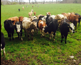 People Rally Around Westmeath Family Who Had Livestock Stolen From Farm