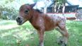 VIDEO: Meet Hope, the Smallest Horse Ever Born