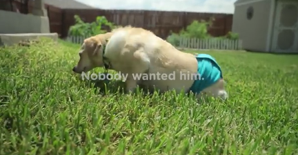 This Video Of A Wheelchair-Bound Dog And His New Best Friend Will Give You ALL The Feels